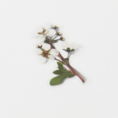 Appree Sticky Pressed Flower Sticker - Bridal wreath