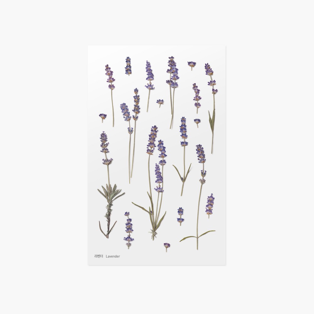Appree Sticky Pressed Flower Sticker - Lavender