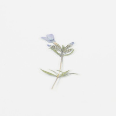 Appree Sticky Pressed Flower Sticker - Moss phlox
